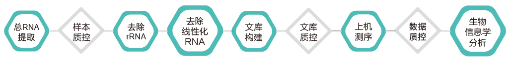 环状RNA（circRNA）测序-技术路线-OKPay钱包基因